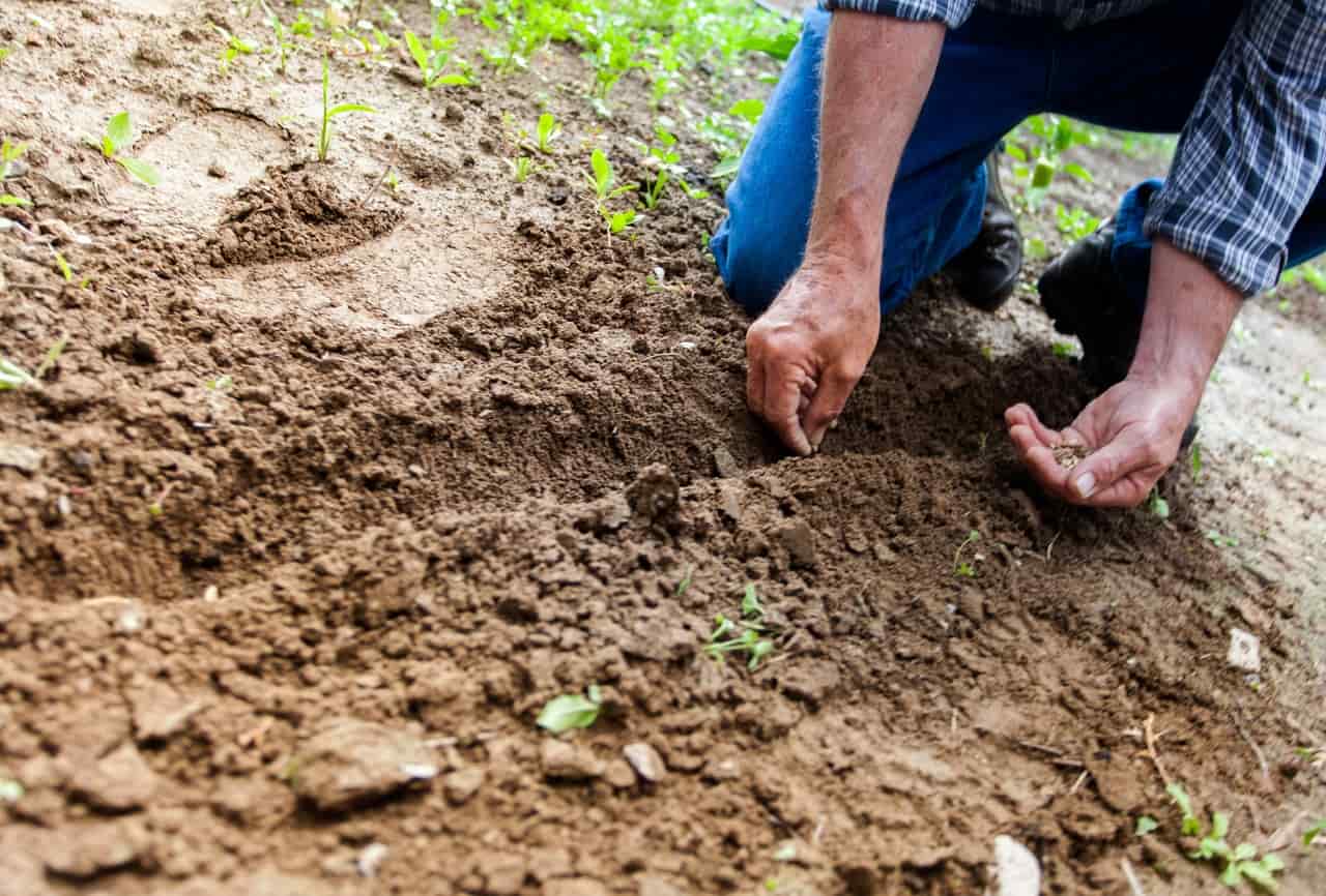 How To Test And Adjust Soil pH